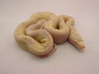 Holdback 4.jpg
