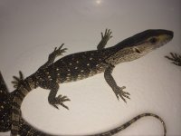 White throat monitor.jpeg
