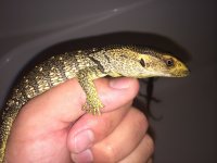 white throat monitor 2.jpeg