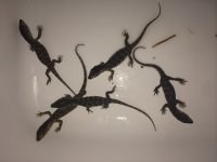 white throat monitor1.jpeg