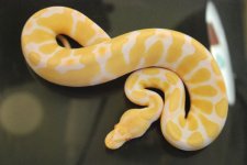 Albino Male 3 clutch 15 king.jpg