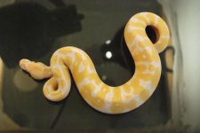 Albino Male 1 clutch 15 king.jpg