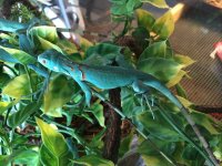 Blue iguana.jpeg