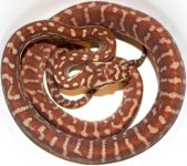 Hypo male.jpg