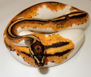 DSCN1525.jpg