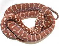Hypo female.jpg