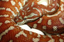 Bredli mother.jpg