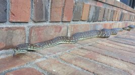 side view bredli.jpg