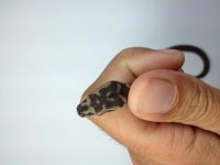 Hatchling head.JPG