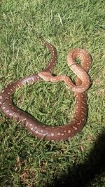Spotted Bredli 2.jpg