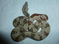 Hypo Jungle Male 1 002.jpg
