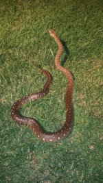 Spotted Bredli.jpg