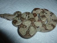Hypo Jungle Male 1 003.jpg