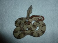 Hypo Jungle Male 1 001.jpg