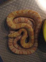 cornsnake.jpg