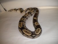 Animals 104.jpg