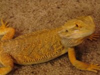 bigboyonfloor.jpg