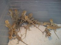 022babies1.jpg