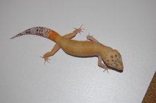 DSC_1968.JPG