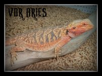 041Aries.jpg
