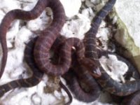 watersnakes4.jpg