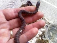 watersnakes2.jpg