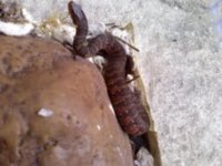 watersnakes3.jpg