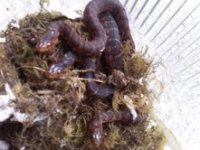 watersnakes1.jpg