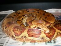 Hypo Boa Female 2.jpg