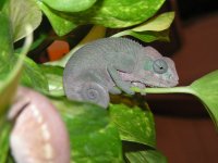 Chameleon Male.jpg