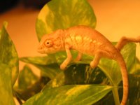 Chameleon New.jpg