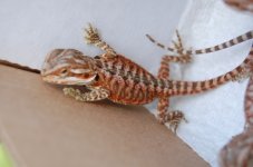 DSC_0109.jpg