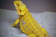 assorted dragons 2009 027.jpg