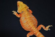 dachiu red hypo 003.jpg