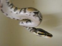 DSCN5270.JPG