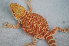 xtreme red hypo male ferarri and shamrock 002.jpg