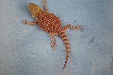 xtreme red hypo male ferarri and shamrock 003.jpg