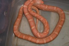 male alb rat 1.jpg