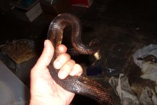 red blk rat 1.jpg