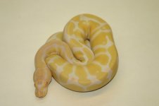 albino2f135.JPG