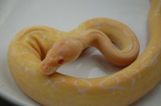 DSC_0512.jpg