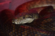 10856373_722032574546522_179428007_o.jpg