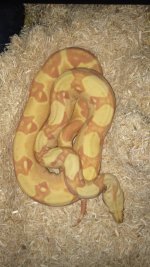 Sharp Sunglow Shed.jpg