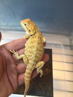 Hypo Leather back het trans female.jpg