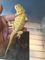 Hypo Leather back het trans female2.jpg