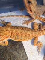 Hypo Leather back het trans female3.jpg
