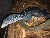 Blue Tree Monitor.jpeg