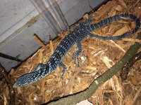 Blue Tree Monitor1.jpeg