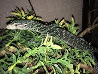 Blue Tree Monitor sm2.jpeg