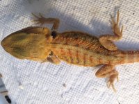 Hypo Trans Male 2.jpg